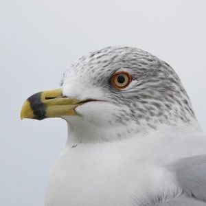 Meet your Posher, Jeff